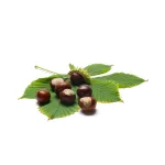 Biomed Cool Vadgesztenye krém 60g