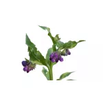 Biomed Feketenadálytő krém DUO 60+60g