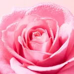 NUXE Very Rose kéz- és körömápoló 50ml